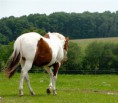 Mustang H
